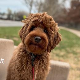 Copper - Australian Labradoodle