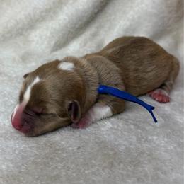 Thing - Liver and white male American Corgi puppy in Grants Pass, Oregon from KnR Antler Dogs ~ Labrador Retrievers & Corgis