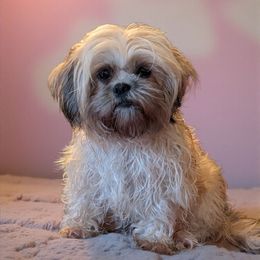 Millie - Sable female Shih Tzu puppy in Claxton, Georgia from Small Pawz Kennel