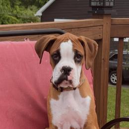 Boxer Puppies from Nala’s Pride