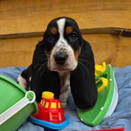 Adams - Black white and brown male Basset Hound puppy in Big Rapids, Michigan from Basket Hound Bassets