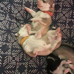 Siberian Husky Puppies from Alexandra's Siberian Huskies