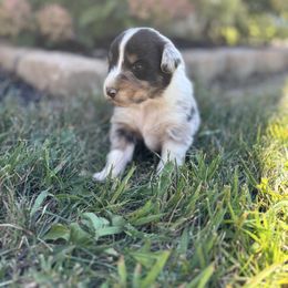 Boy 2 - Blue merle male Australian Shepherd puppy in Berne, Indiana from White Silo Aussies