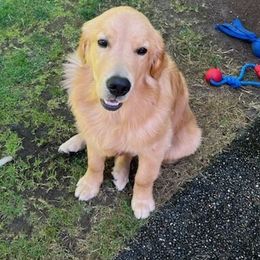 Golden Retriever All Grown Up from Beachwood Golden Retrievers