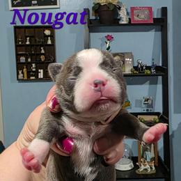 Nougat - Blue female Boston Terrier puppy in Columbus, Ohio from Bryn's AKC Bostons