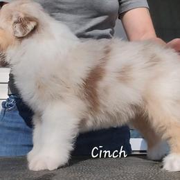 Cinch - Red merle male Australian Shepherd puppy in Clover, Virginia from Four Winds Australian Shepherds