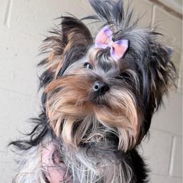 Celeste - Blue and gold female Yorkshire Terrier puppy in Daggett, Michigan from Hetzel’s Enchanted Yorkies (Michigan)