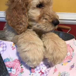 Goldendoodle Puppies from Toneytails Doodles