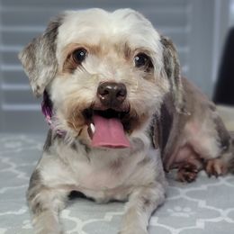 Lady - Shihpoo