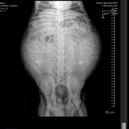 French Bulldog Puppies from Candice Thaggard