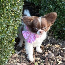 Talia - Chocolate and white female Chihuahua puppy in Gloucester, Virginia from Charlotte's Web of Chihuahuas