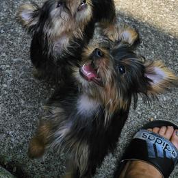 Silky Terrier Puppies from Brawley's Beautiful Babies