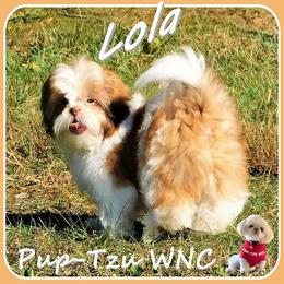 Shih Tzu Puppies from Pup-Tzu WNC