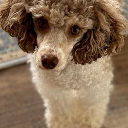 Isla - Poodle