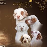 Clumber Spaniels from Cruisin Clumber Spaniels