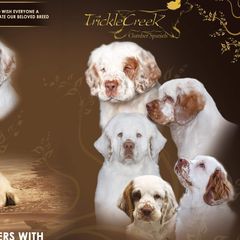 Clumber Spaniels from Cruisin Clumber Spaniels
