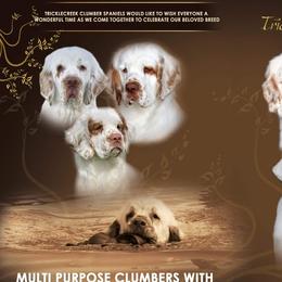 Clumber Spaniels from Cruisin Clumber Spaniels