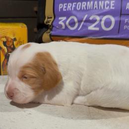 Birdie - Orange and white female Brittany puppy in Stillwater, Oklahoma from Kennel de Fowler