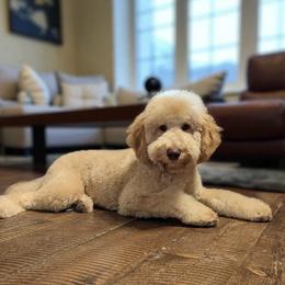 Crisp - Poodle