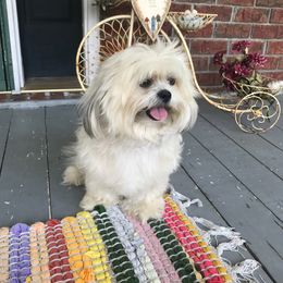 Pia - Lhasa Apso