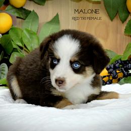 Malone - Red tri-color female Australian Shepherd puppy in Ranger, Texas from Outback Mini Aussies