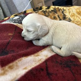 Shake - Cream male Dachshund puppy in Tahlequah, Oklahoma from Love Some Dogs Dachshunds & Cavalier King Charles Spaniels,Cavapoos