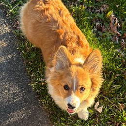 Dolly - Pembroke Welsh Corgi