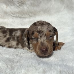 Dachshund Puppies from Oklahoma akc miniature dachshunds