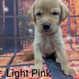 Goldendoodle, Golden Retriever, Labradoodle, and Labrador Retriever Puppies from Robertson's Retrievers and Doodles