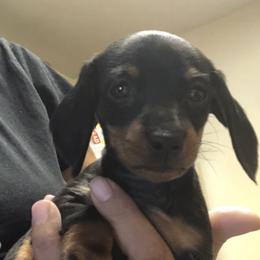 Vienna - Black and tan female Dachshund puppy in Raleigh, North Carolina from Capital City Dachshunds