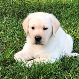 Labrador Retriever Puppies from Shadybry Labradors