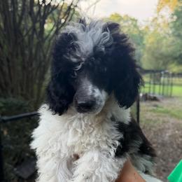 Messi - Parti male Poodle puppy in Florence County, South Carolina from Modern Family Standards