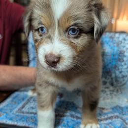 Hilo - Red merle male Australian Shepherd puppy in Acworth, Georgia from Aussomely Yours, Australian Shepherds