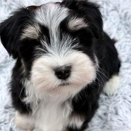Ivan - Black and silver male Havanese puppy in Wappapello, Missouri from Titanium Havanese LLC