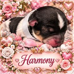 Harmony - Parti female Yorkshire Terrier puppy in Tangipahoa County, Louisiana from Riche’ Louisiana Yorkies