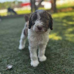 Poodle Puppies from Lollipop R Poodles