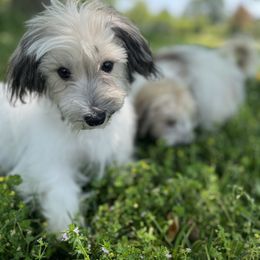 Havanese Puppies from Home with Havanese