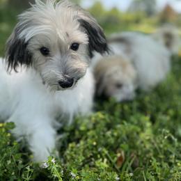 Havanese Puppies from Home with Havanese