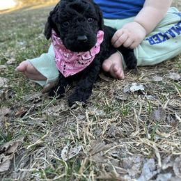 Aussiedoodles, Cockapoos, Goldendoodles, and Havapoos from Hofer Pups