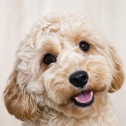 Mia - Goldendoodle