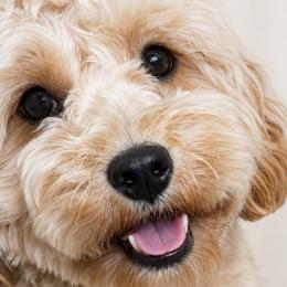 Mia - Goldendoodle