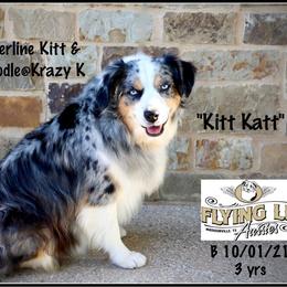 Kitt Katt - Miniature Australian Shepherd