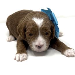 Mr. Light Blue, aka Glacier - Red  male Goldendoodle puppy in Culpeper, Virginia from Beechwood Goldendoodles (VA)