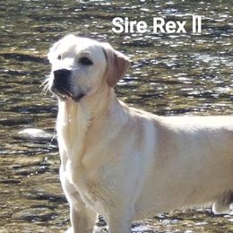 Rexi - Labrador Retriever