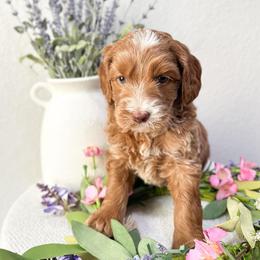 Bambi - Caramel male Australian Labradoodle puppy in Palmdale, California from Pixie Doodle Paws