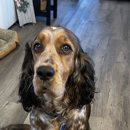 Olive - English Springer Spaniel