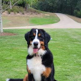 Bernedoodle and Goldendoodle All Grown Up from Elite Goldendoodles and Bernedoodles