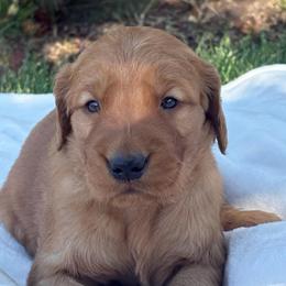 Silver Boy - Dark golden male Golden Retriever puppy in Utah from Deseret Peak Goldens