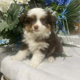Teeny - Red tri male Miniature Australian Shepherd puppy in Oroville, Washington from High Mountain Aussies