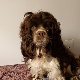 Candy - Cocker Spaniel
